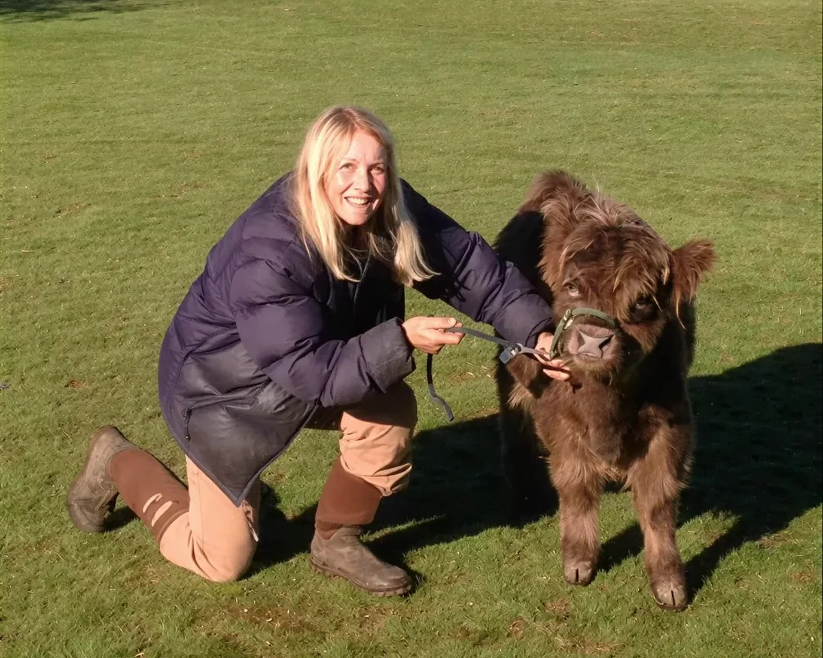 Breeder kneeling beside a young miniature Highland calf