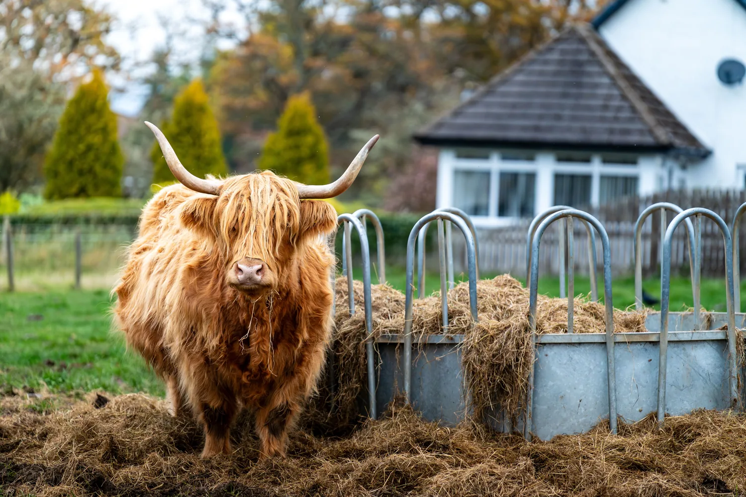 Fluffy Highland cow at a hay feeder on the farm